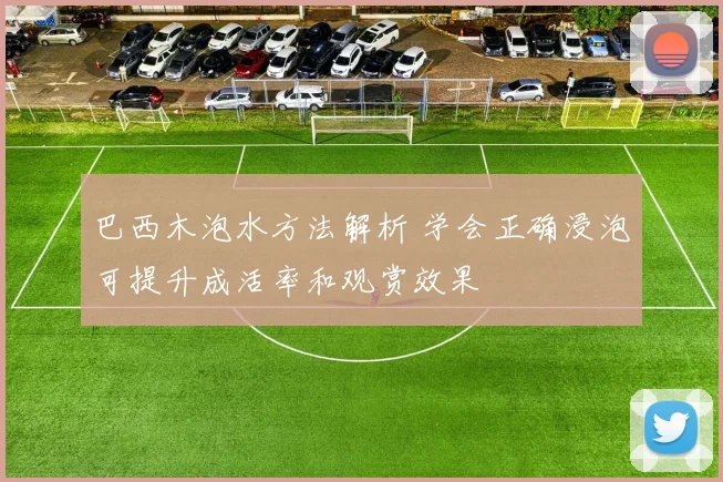巴西木泡水方法解析 学会正确浸泡可提升成活率和观赏效果